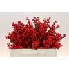 Ilex Rood