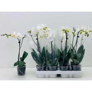 PHAL MIXK