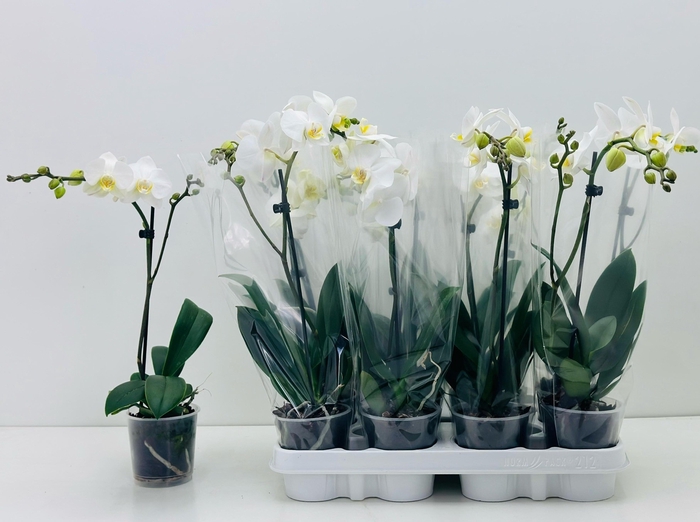 <h4>PHAL MIXK</h4>