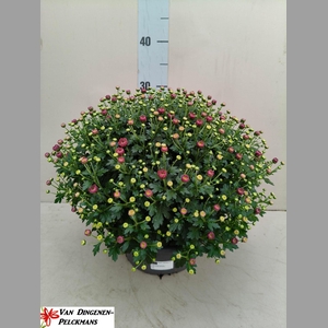 CHRYS GR ROSE/LILA IN SCHAAL 23