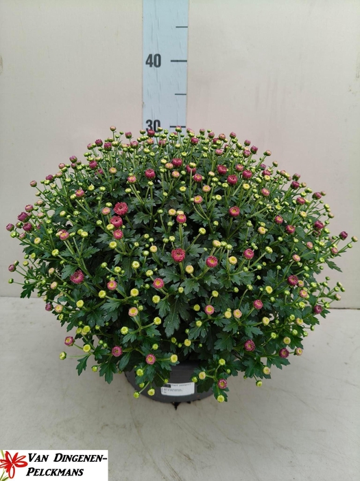 <h4>CHRYS GR ROSE/LILA IN SCHAAL 23</h4>
