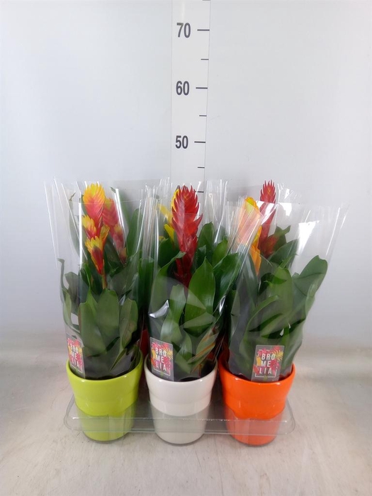 <h4>Vriesea   ...mix 6</h4>