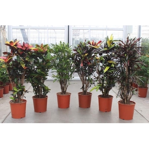 Codiaeum mix (Croton)