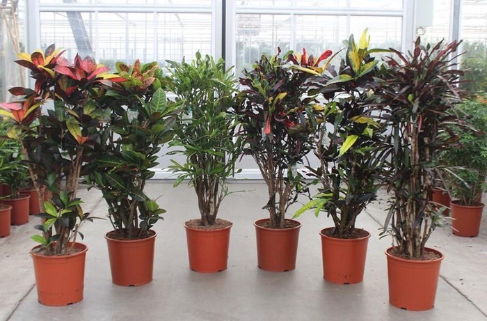 Codiaeum Gr Gemengd