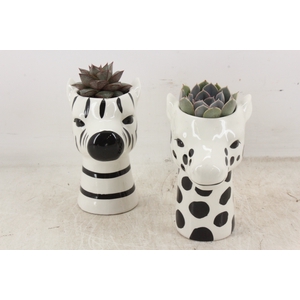arr2 PL - Ker. zebra/giraffe mix