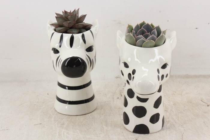 <h4>arr2 PL - Ker. zebra/giraffe mix</h4>