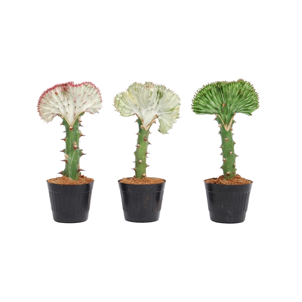 <h4>Euphorbia lactea 'Cristata' Mix 10,5cm</h4>