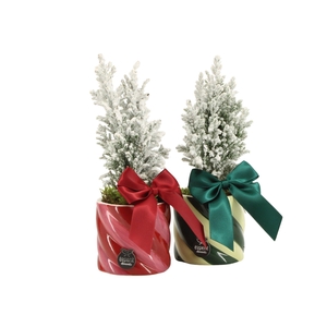 61772: X-mas arrangement