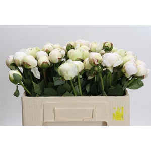 Paeonia White Pool