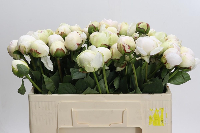 <h4>Paeonia (Lactiflora Grp) 'White Pool'</h4>