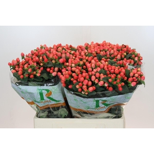 Hypericum Magical Royal Princess