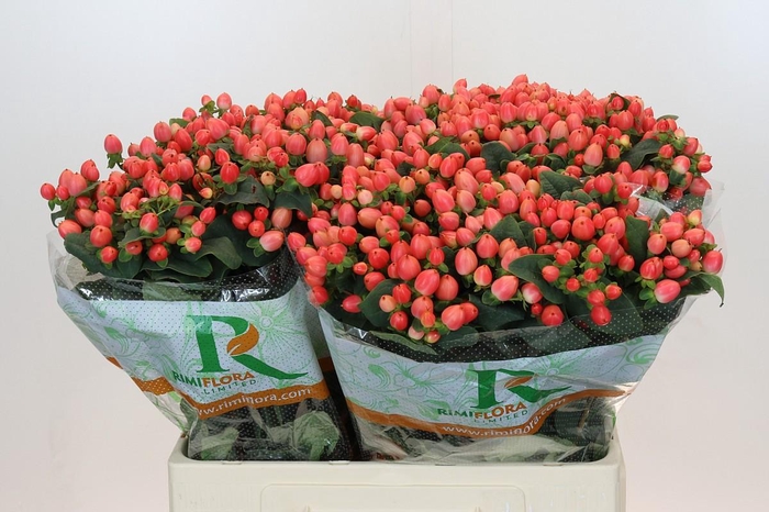 Hypericum Magical Royal Princess