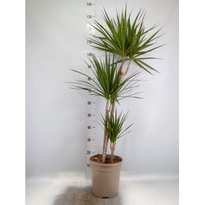 Dracaena marg.
