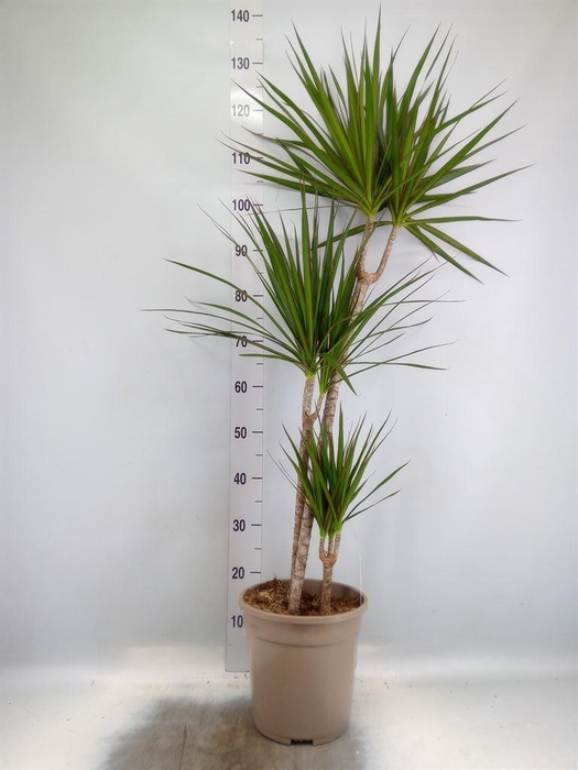 <h4>Dracaena marg.</h4>