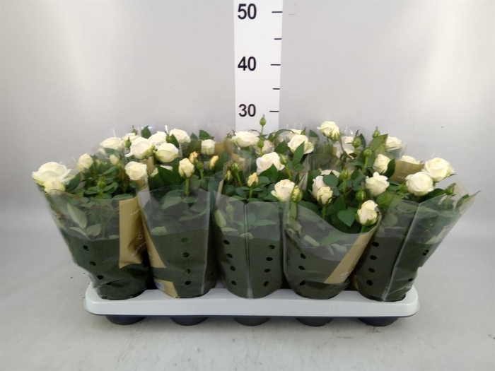 <h4>Rosa  'Belami Kordana'</h4>