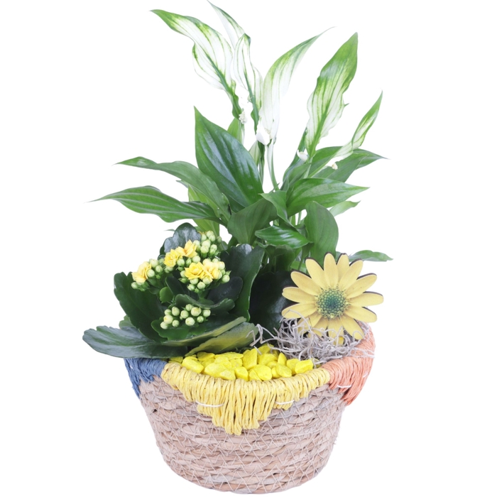 <h4>Opm Summer Arr. Indoor Willow Exotic Vibes</h4>