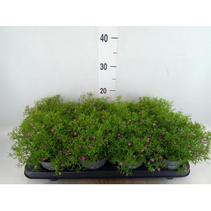 Gypsophila   ...