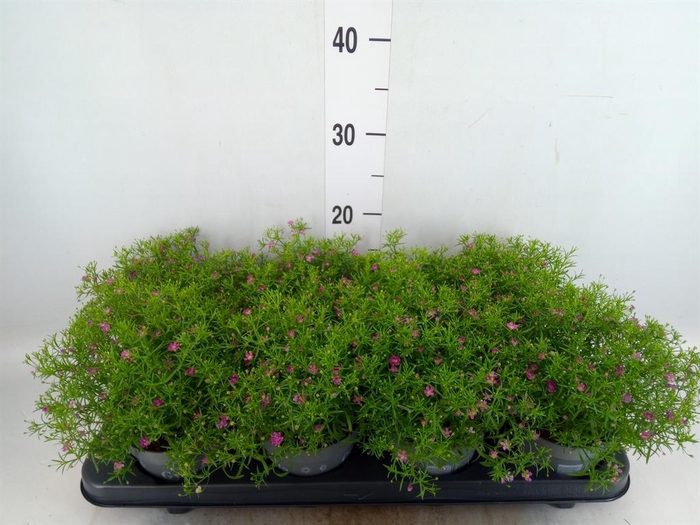 <h4>Gypsophila   ...</h4>