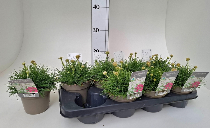 <h4>Armeria Maritima</h4>