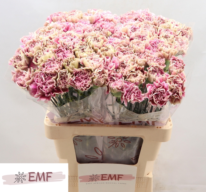 <h4>Di St Antigua</h4>