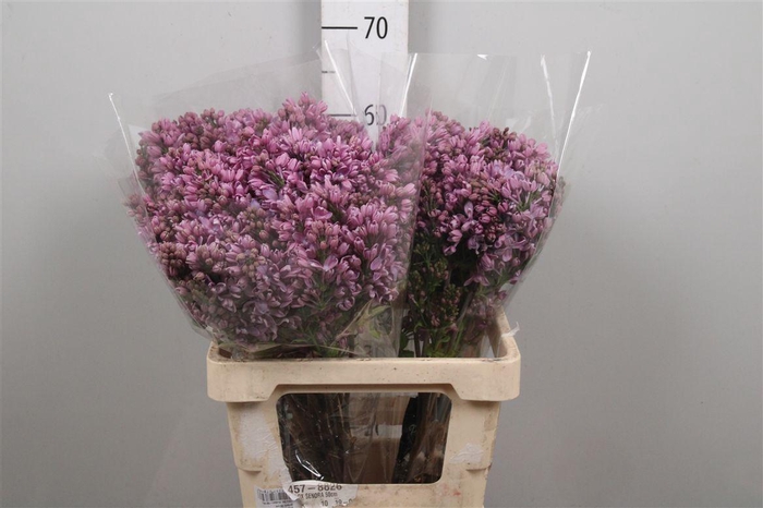 <h4>Syr Lila 4+</h4>