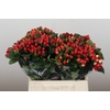 Hypericum True Romance
