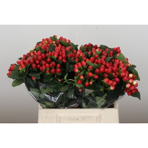 Hypericum True Romance