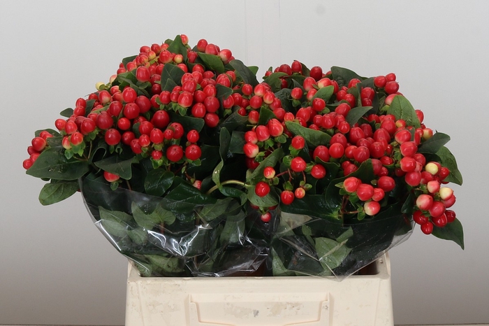 <h4>Hypericum True Romance</h4>