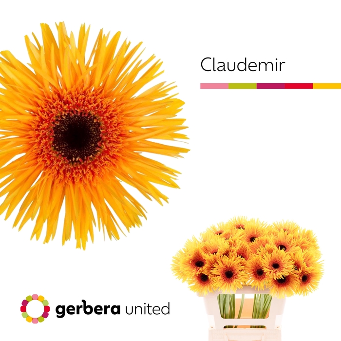 <h4>Gerbera Spider Claudemir Water</h4>