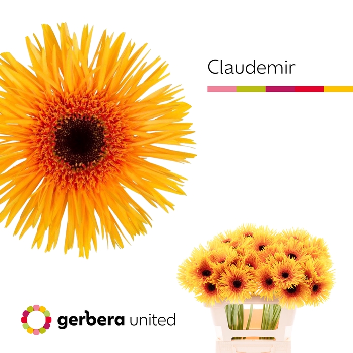 <h4>Gerbera Spider Claudemir Water x40</h4>