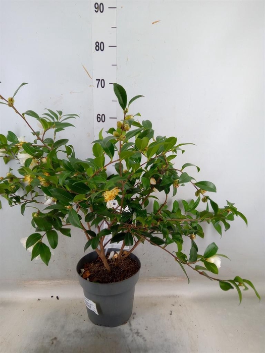 <h4>Camellia sasanqua</h4>