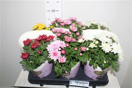 <h4>Chrys Gevuldbl Gem</h4>