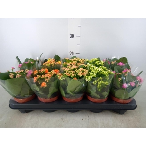 Kalanchoe blos.   ..rosebud mix  5