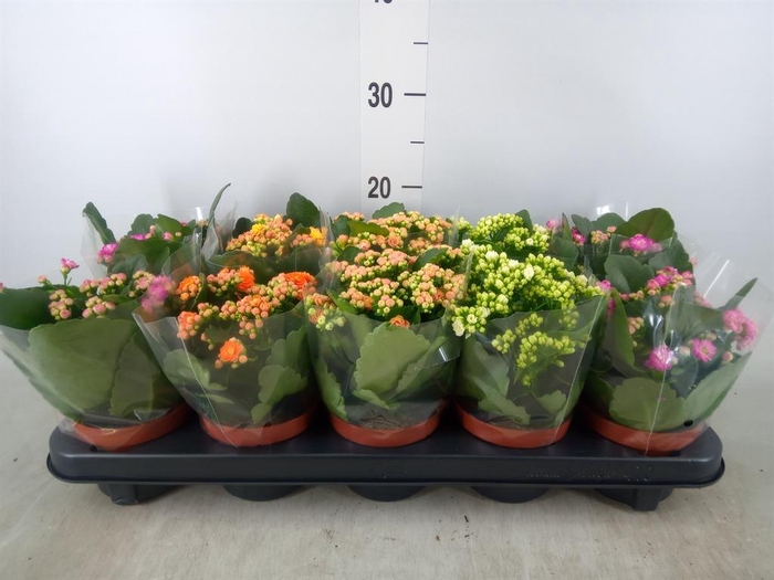 <h4>Kalanchoe blos.   ..rosebud mix  5</h4>