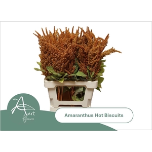 AMAR CR HOT BISCUITS