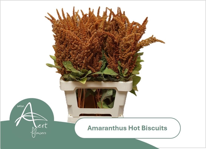 <h4>AMAR CR HOT BISCUITS</h4>