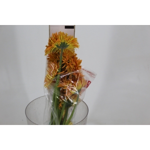 GERBERA SPIDER BAMBU < 050 CM > 10 CM DIAM