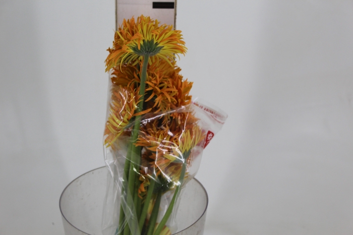 <h4>GERBERA SPIDER BAMBU < 050 CM > 10 CM DIAM</h4>