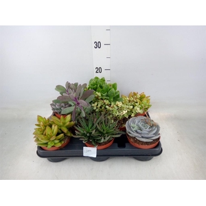 Succulents   ...