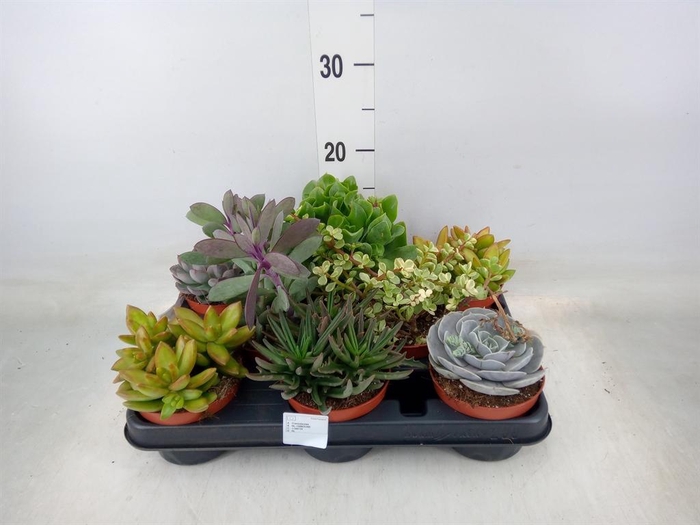 <h4>Succulents   ...</h4>