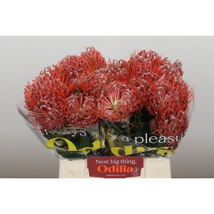 Nutans Scarlet Ribbon
