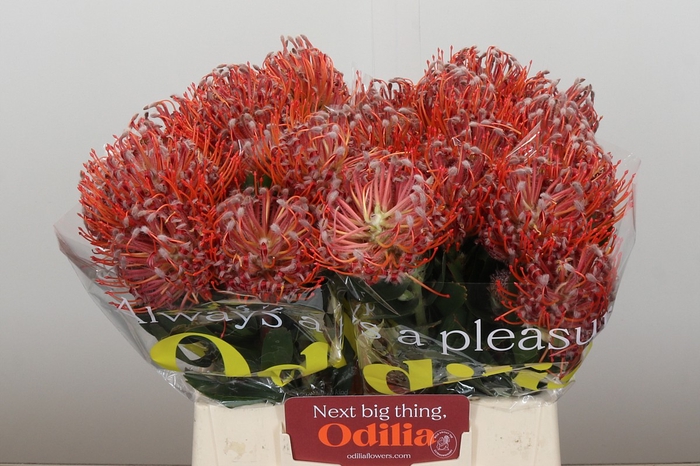 <h4>Nutans Scarlet Ribbon</h4>