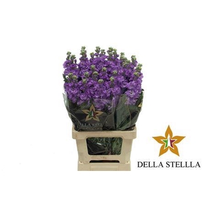 Matth Iron * Premium* Blue