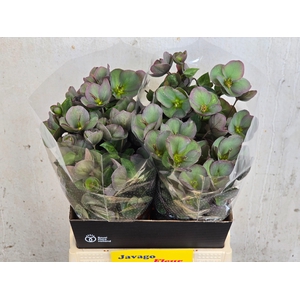 HELL FRK PENNYS PINK