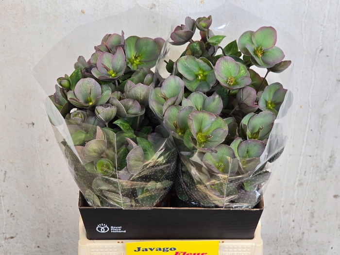 <h4>HELL FRK PENNYS PINK</h4>