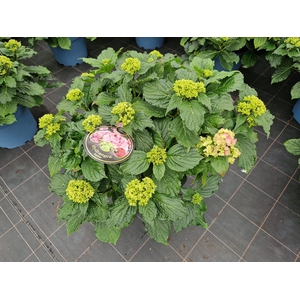 Hydrangea You & Me Forever Pink double flowers 33cm