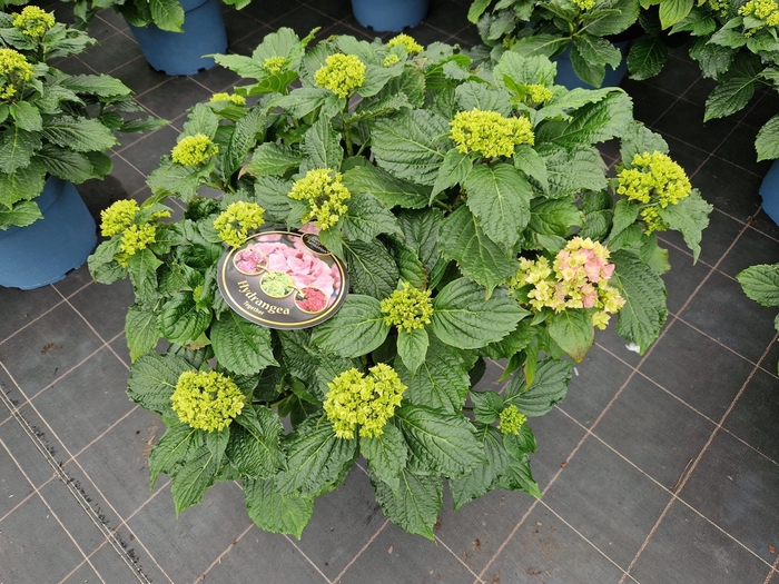 <h4>Hydrangea You & Me Forever Pink double flowers 33cm</h4>