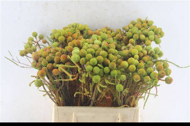 <h4>BERZELIA GALPINII</h4>