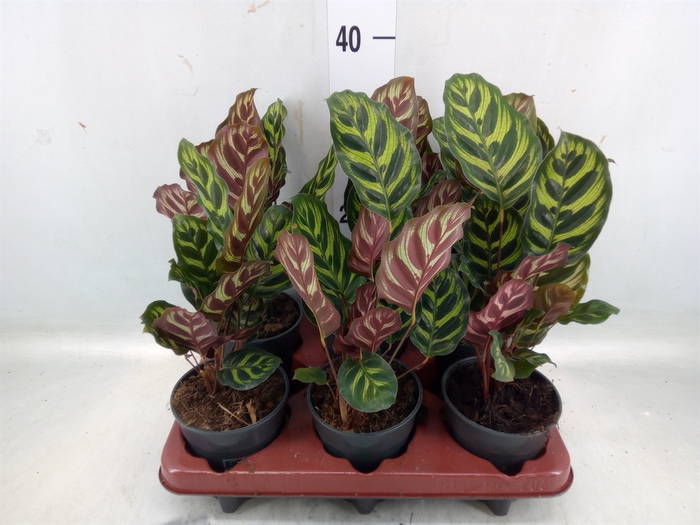 <h4>Calathea makoyana</h4>