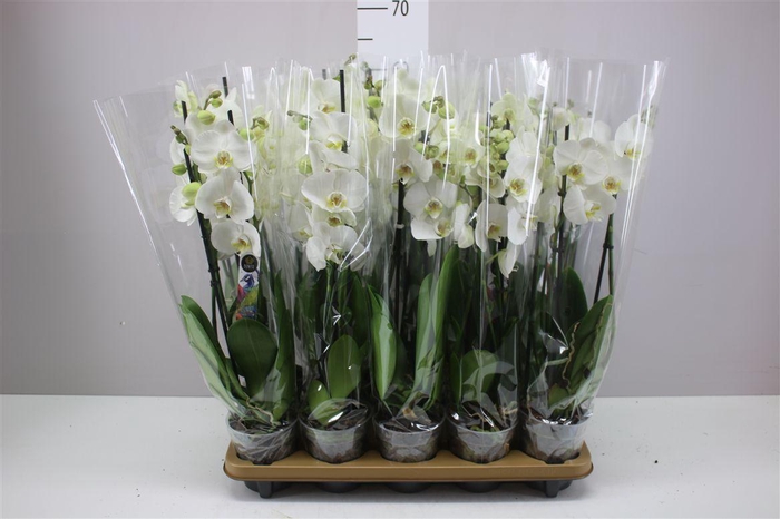 <h4>Phal Wit 4 Tak</h4>